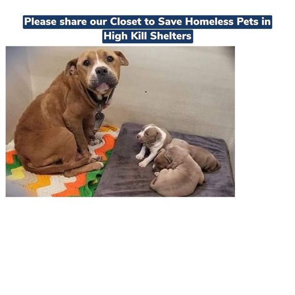 ST FRANCIS TAG MEDAL WITH STERLING NECKLACE & CARDS PET CHARITY - Picture 7 of 15